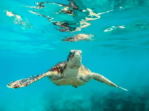 Green Sea Turtle Swimming Underwater.jpg Wallpaper