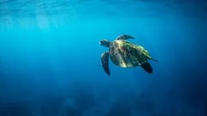 Green Sea Turtle Swimming Underwater.jpg Wallpaper