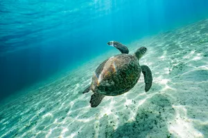 Green Sea Turtle Swimming Underwater.jpg Wallpaper