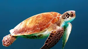 Green Sea Turtle Swimming Underwater.jpg Wallpaper