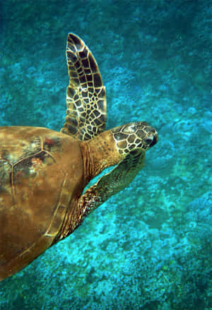 Green Sea Turtle Swimming Underwater.jpg Wallpaper