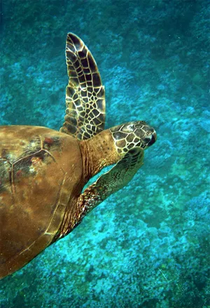 Green Sea Turtle Swimming Underwater.jpg Wallpaper