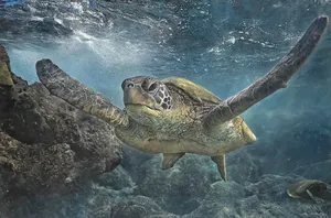 Green Sea Turtle Underwater Grace.jpg Wallpaper