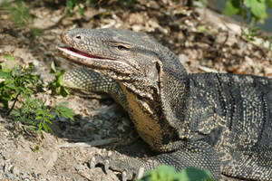 Green Skinned Asian Monitor Lizard Reptile Wallpaper