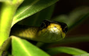 Green Snake Among Leaves.jpg Wallpaper