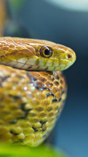 Green Snake Close-up 4k Ultra Iphone Wallpaper