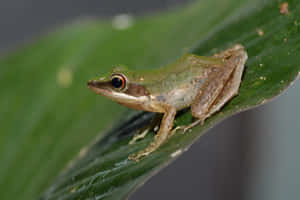 Green South Asian Frogon Leaf Wallpaper