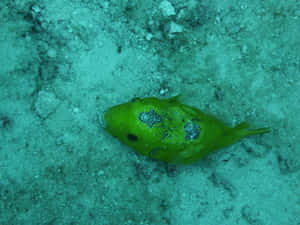 Green Spotted Marine Creature Wallpaper
