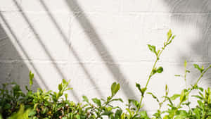 Green Sprout Against White Brick Wall4 K Aesthetic.jpg Wallpaper