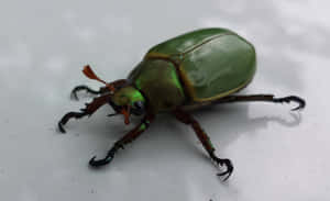 Green_ Stag_ Beetle_ Closeup.jpg Wallpaper