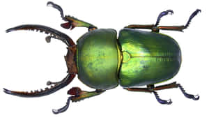 Green Stag Beetle Top View Wallpaper