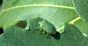 Green Stink Bug Nymphon Leaf.jpg Wallpaper