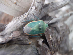 Green Stink Bug On Branch Wallpaper