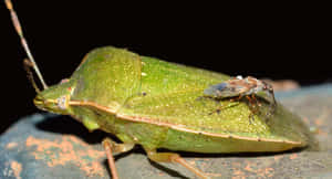 Green Stink Bug With Small Insect Wallpaper