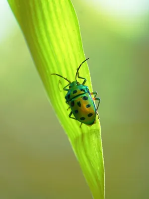Green Stink Bugon Leaf Wallpaper