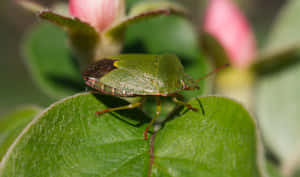 Green Stink Bugon Leaf Wallpaper