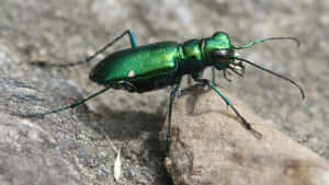 Green Tiger Beetle On Rock Wallpaper