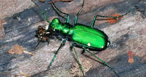 Green Tiger Beetle On Wood Wallpaper