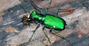 Green Tiger Beetle On Wood Wallpaper