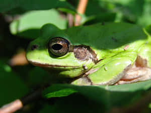 Green Tree Frog Closeup Wallpaper