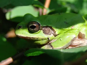 Green Tree Frog Closeup Wallpaper