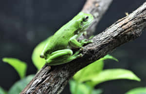 Green Tree Frog Perchedon Branch Wallpaper