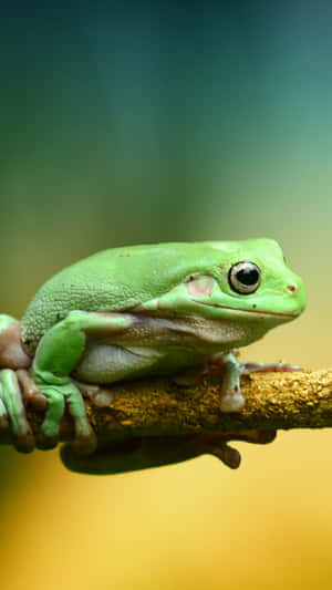 Green Tree Frog Perchedon Branch Wallpaper