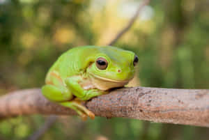 Green Tree Frog Restingon Branch Wallpaper