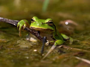 Green Tree Frog Restingon Branch Wallpaper