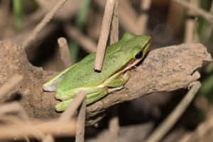 Green Tree Frog Restingon Branch Wallpaper