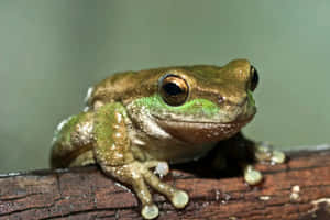 Green Tree Frog Restingon Branch.jpg Wallpaper