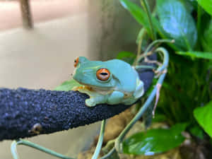 Green Tree Frog Restingon Branch.jpg Wallpaper