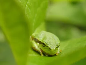 Green Tree Frog Restingon Leaf Wallpaper