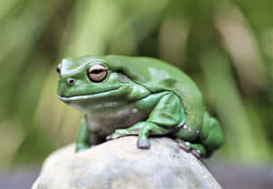 Green Tree Frog Restingon Rock.jpg Wallpaper