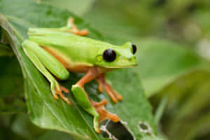 Green Tree Frogon Leaf Wallpaper