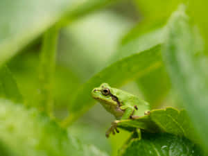 Green Tree Frogon Leaf Wallpaper