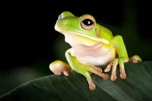 Green Tree Frogon Leaf Wallpaper