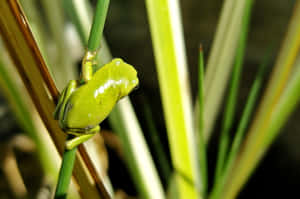 Green Tree Frogon Plant Stalk Wallpaper