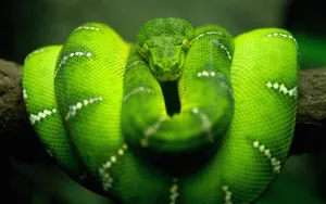 Green Tree Python Coiledon Branch Wallpaper