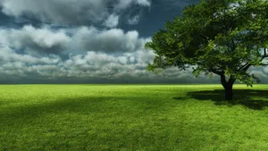 Green Tree Shadow Wallpaper