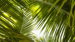 Green Tropical Leaves Against A Blue Sky. Wallpaper