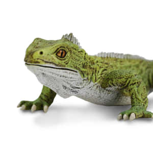 Green Tuatara Isolated Background Wallpaper