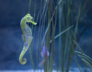 Green Violet Seahorse Wallpaper