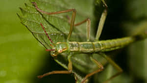 Green Walkingstick On Leaf Wallpaper