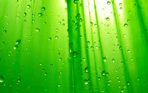Green Water Droplets Texture Wallpaper