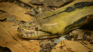 Green Yellow Anaconda Resting Wallpaper