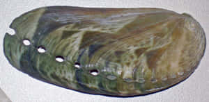 Greenand Brown Abalone Shell Wallpaper