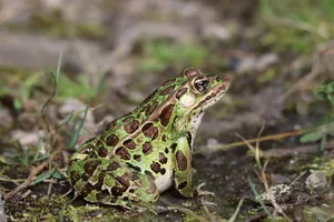 Greenand Brown Frogon Ground.jpg Wallpaper