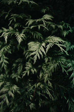 Greenery Fern Leaves Wallpaper