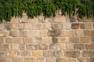 Greenery Over Stone Wall Wallpaper